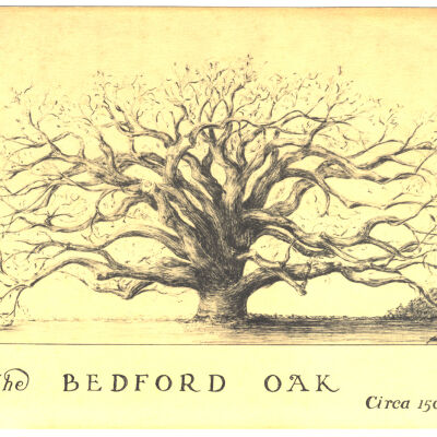 The Bedford Oak, Circa 1500