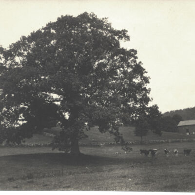 Oak tree and barns on St. John Barret Farm, Ridgefield Road - Pound Ridge.