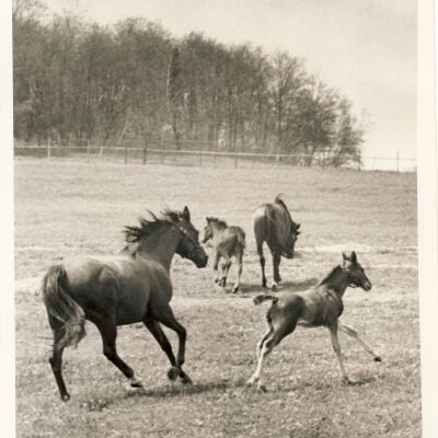 Horses in field