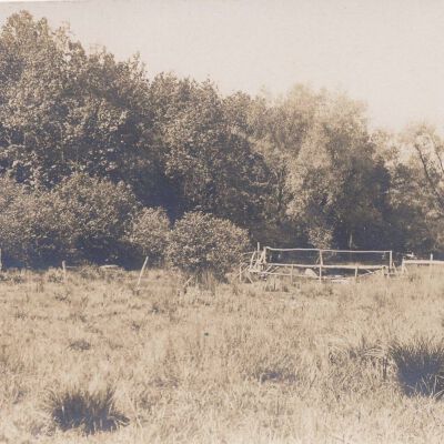 The Willows