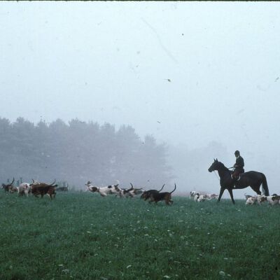 Horse and Hounds