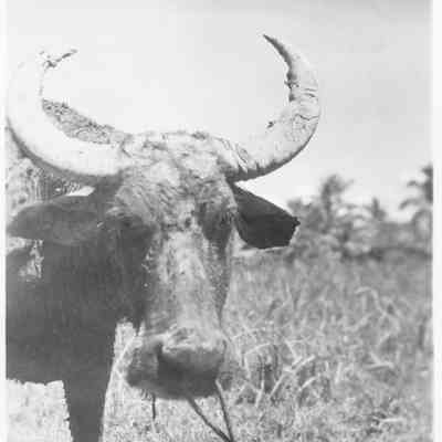 "Carabao - Leyte" (bovine), 1940s