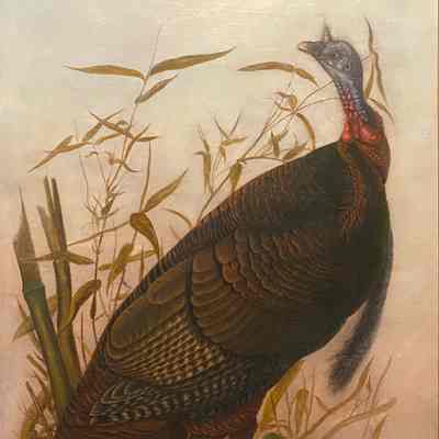 "Wild Turkey"
