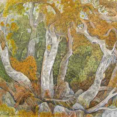 Sycamores of Cobal Canyon