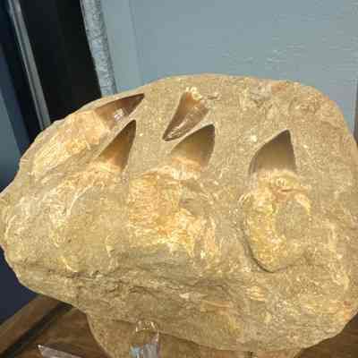 Moasaur teeth