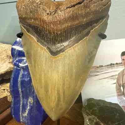 Megaladon teeth collection