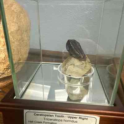Triceratops tooth
