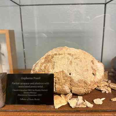 Fossil Tortoise