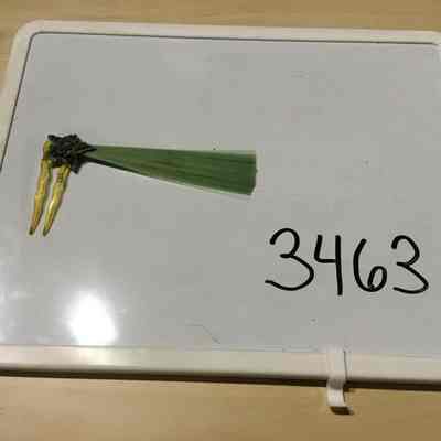 Hairpin