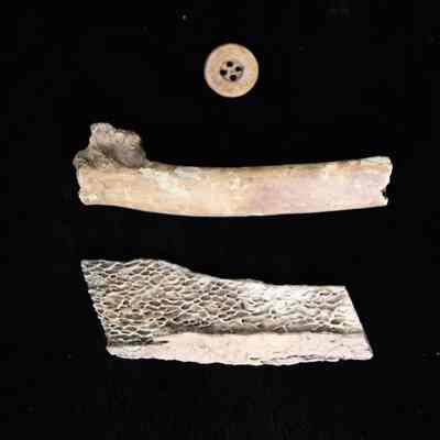 Bone button against bovine bone fragments.: A small, four hole bone button against shards of bovine fragments.