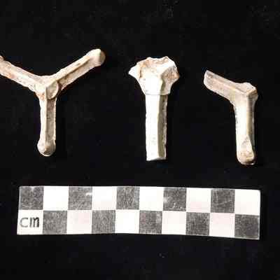 Potential "stilts" - ceramic pieces placed between ceramic vessels to present them from touching during the firing process; stilt-marks are often found on completed vessels.