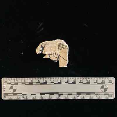 Carved shell with design