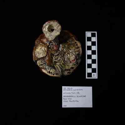 UNO Collections: Palmyra Street