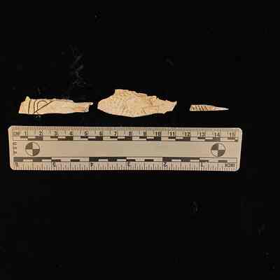 Small pieces of carved shell with design