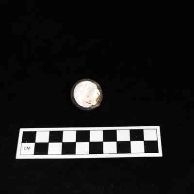 Oyster shell button