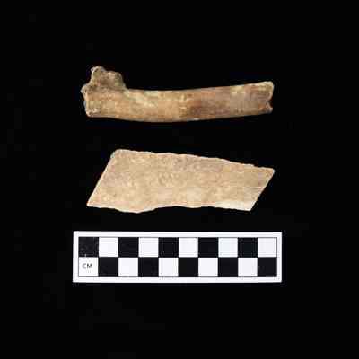 The underside of two bovine bone fragments.: The underside of two bovine bone fragments.
