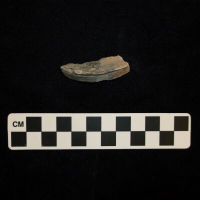 Possible Colono-type Ware (Reverse)