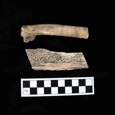 Bovine Bone Fragments