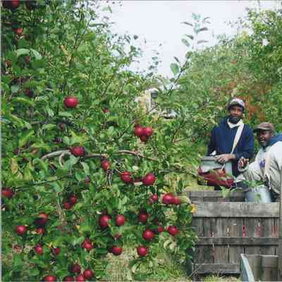 Workers at Mead Orchards farm, packing apples