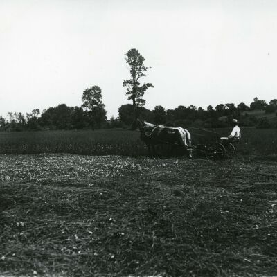Mowing with horses.