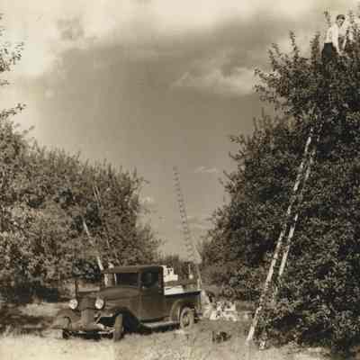 G. Gordon Mead harvesting apples, c. 1947