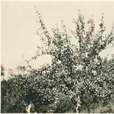 WS Teator Orchard 1915