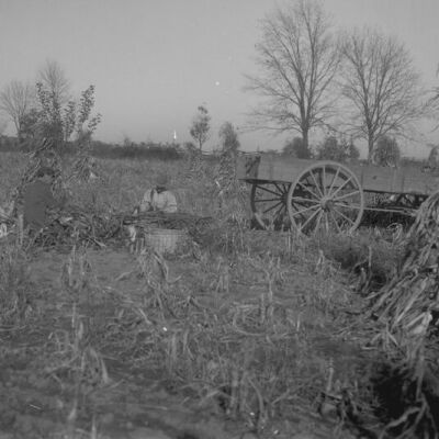 Men sitting in corn fields, W.S. Teator farm