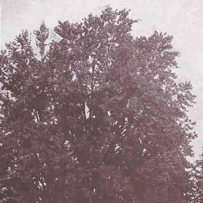 All Saints Maple "Blithewood", Barrytown, N.Y.