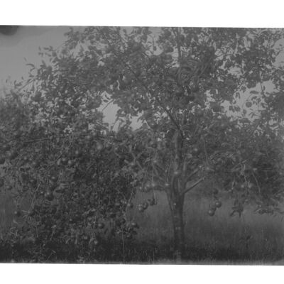 Ben Davis apple tree