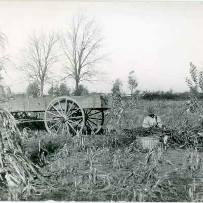 Corn Field, 1916