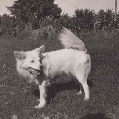 Photo of dog