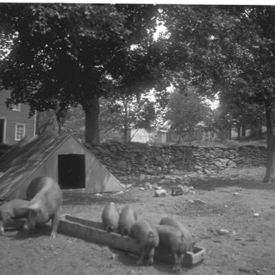 Pigs at W.S. Teator Farm