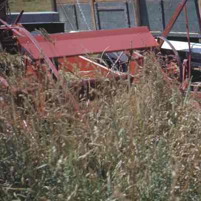 Fox Machine Cutting Grass