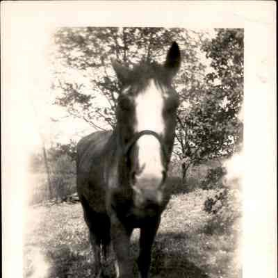 Close-up of horse