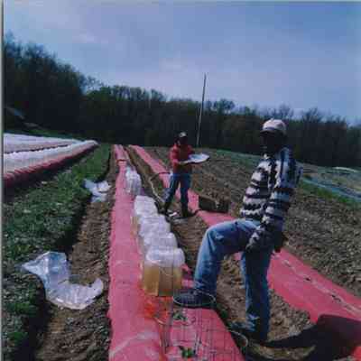 Workers on Mead Orchards Farm