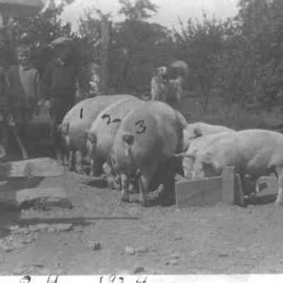 Vogel Farm Pigs 1924