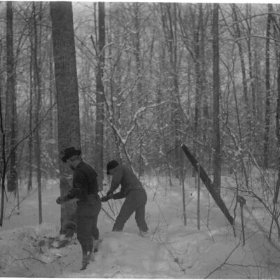 Two men cutting trees