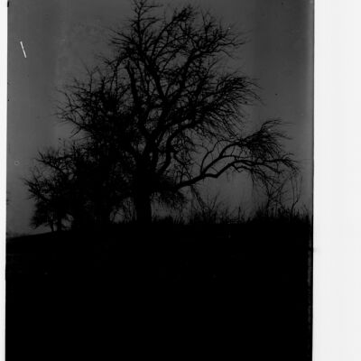Apple trees