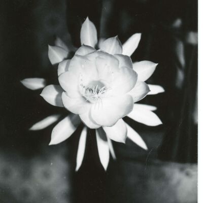 Flower Opening Up