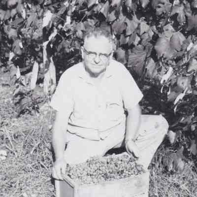 Russel Clum harvesting, c 1960