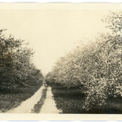Apple Blossom time