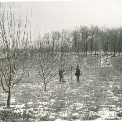 Losee Farm, pruning orchard, 1946