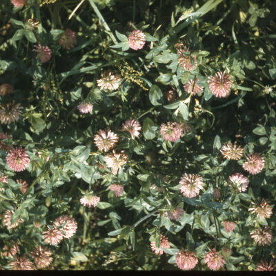 Red Clover