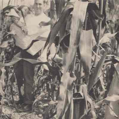 Standing in a corn field