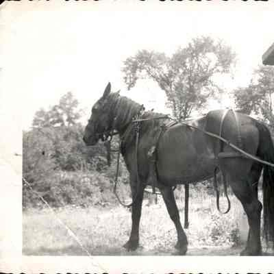 Horse next to barn, July 1950