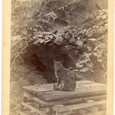 I. Snyder's cat