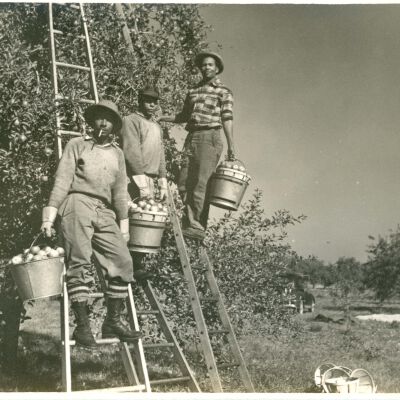 Apple-picking