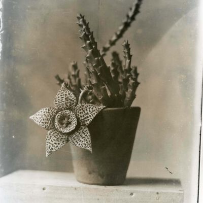 Cactus