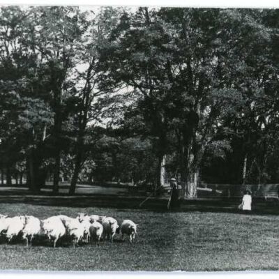 Massena East Lawn with sheep and badminton, ca 1890