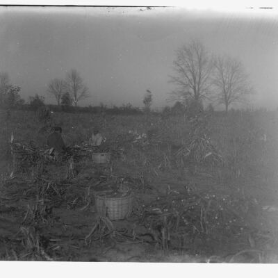 Corn Fields, W.S. Teator farm